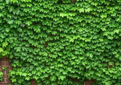 轻轻柔柔词语(合集40句)