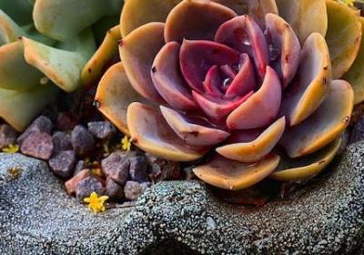 迪组词有哪些词语(50句)