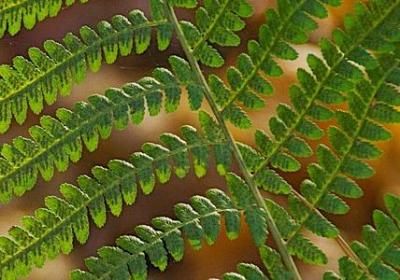 歌颂母爱的名言诗句(通用50句) 歌颂母爱的名言诗句(通用50句)