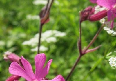 静谧什么填词语(汇总40句)