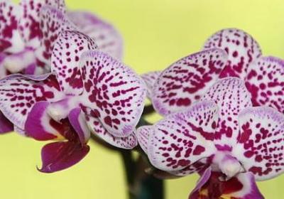 跟看有关的词语(精选40句) 跟看有关的词语(精选40句)