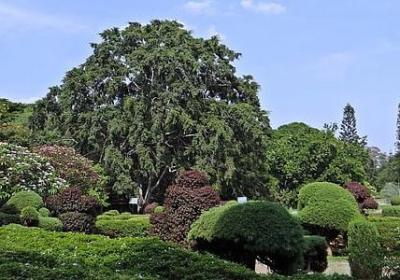 李鸿章的名言(优选10句)