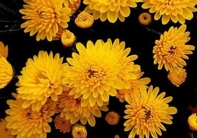 欣赏的名言名句(69句)