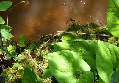 海伦凯勒的名言(实用44句)