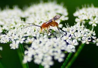 朱元璋的名言(实用97句)