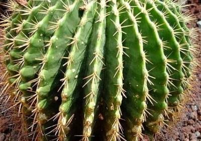 海德格尔 名言(40句)