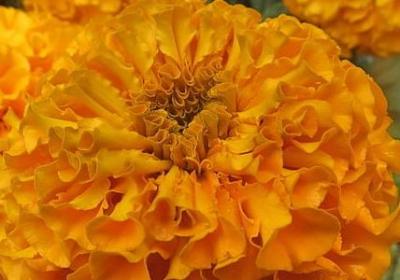 歌颂老师的名言(22句) 歌颂老师的名言(22句)