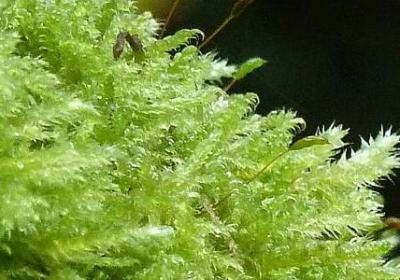 父母的爱名言(实用20句)