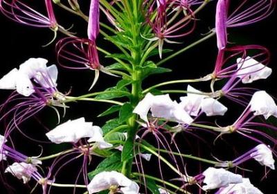 关于不放弃的名言(合集40句)