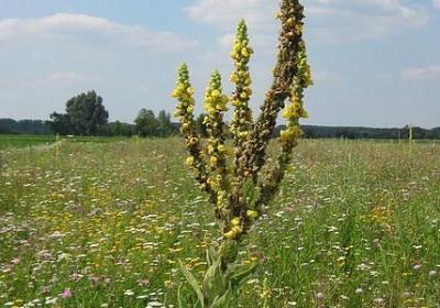 父母教育的名言(推荐16句)