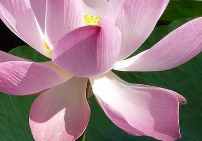 父爱的诗句或名言(必备10句)