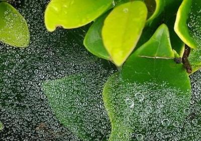 珍惜粮食名言(优选40句)