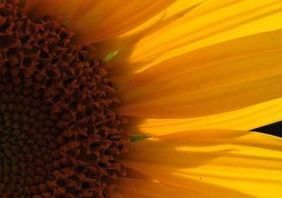 爱情名言警句(推荐100句)