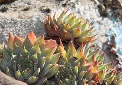 王者荣耀英雄名言(合集100句)