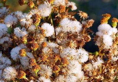 摊组词语有哪些(热门61句)