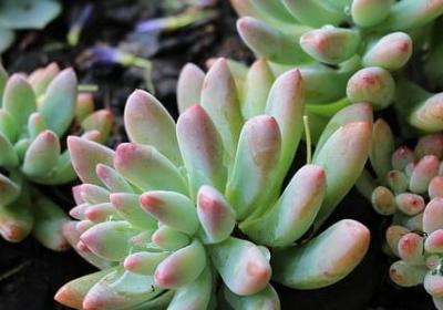 描写水果的词语(共51句)