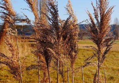 昆虫记四字词语(共50句)