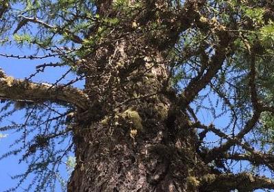 昂组词语有哪些(共60句) 昂组词语有哪些(共60句)