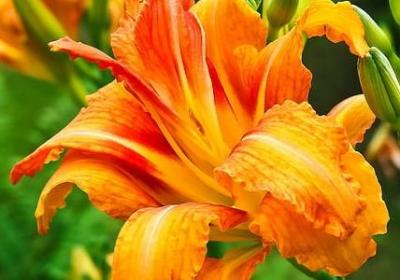 描述烟花的词语(实用41句) 描述烟花的词语(实用41句)