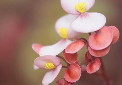 曲组词有哪些词语(精选10句)