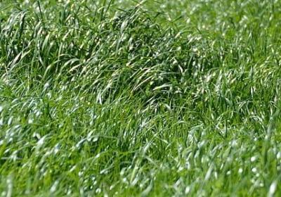 武能组什么词语(精选9句)