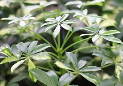 村可以组什么词语(热门51句)