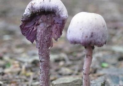 水灵灵照样子写词语(推荐18句)