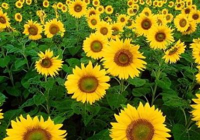 有意义的四字词语(热门50句)