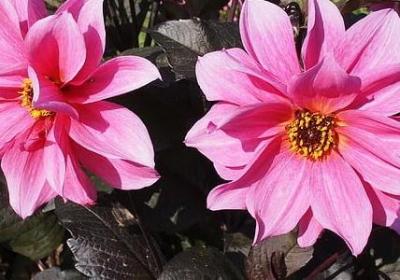 柿可以组什么词语(推荐11句)