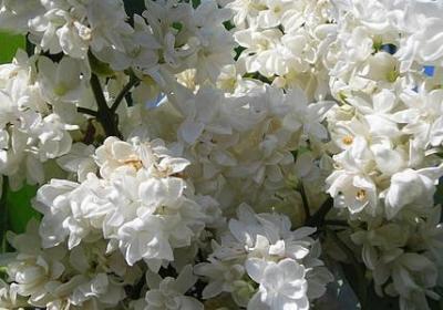 晟的组词有哪些词语(共21句)