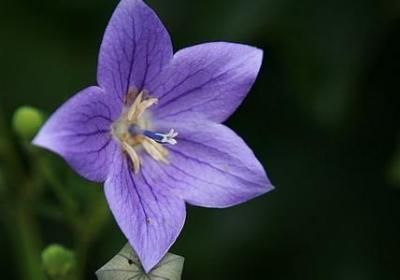 欢字开头的词语(汇总40句)