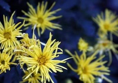 片多音字组词语(必备50句)