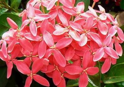 照样子写词语不折不扣(通用50句)