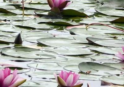 火辣辣照样子写词语(60句)