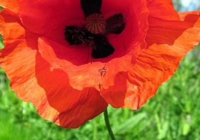 碧绿碧绿类似的词语(热门60句)