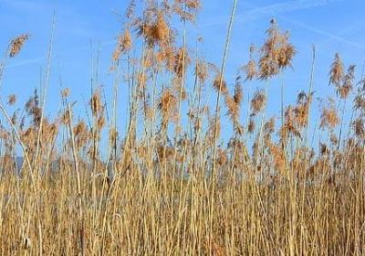 粘的多音字组词语(优选50句) 粘的多音字组词语(优选50句)