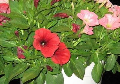 花花绿绿的照样子写词语(汇总60句) 花花绿绿的照样子写词语(汇总60句)