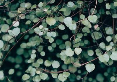 紫能组什么词语(共13句)