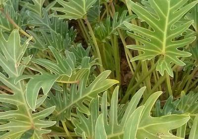 自然现象词语(合集70句) 自然现象词语(合集70句)