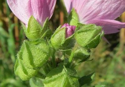 网络词语撒猫粮(实用60句) 网络词语撒猫粮(实用60句)