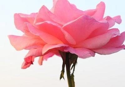 肥组词语有哪些(81句)