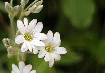 联系上下文理解词语的意思(共104句)