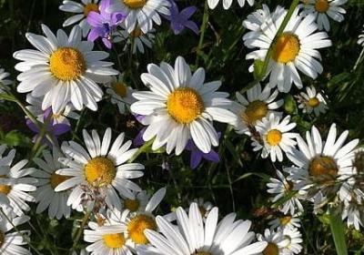 胖呼呼照样子写词语(精选80句)