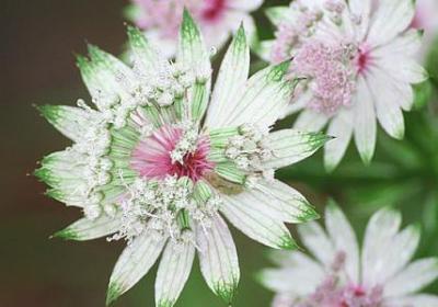 表示动作的四字词语有哪些(必备50句)