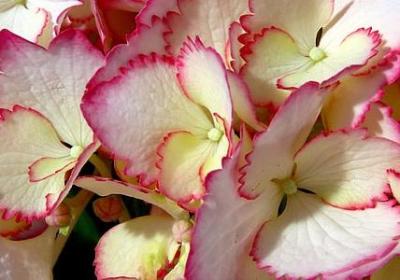 表示看书快的词语(汇总79句) 表示看书快的词语(汇总79句)