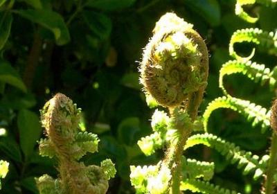 蜘蛛的组词有哪些词语(必备16句)