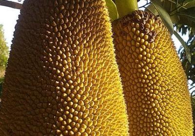 蜓能组什么词语(10句)