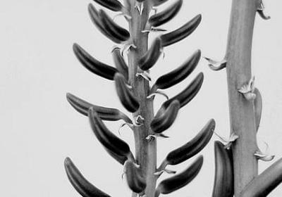 茂盛词语接龙(热门61句)