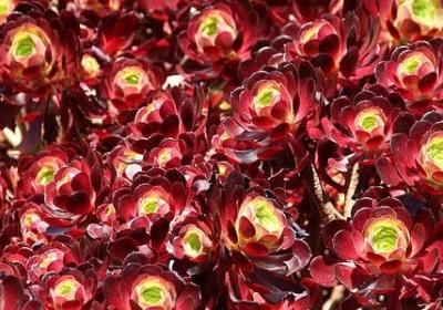 衫可以组什么词语(通用12句)