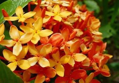 褒义色彩的词语(汇总40句)